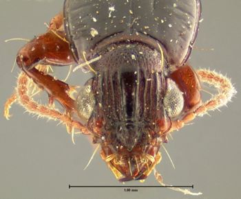 Media type: image;   Entomology 23858 Aspect: head frontal view